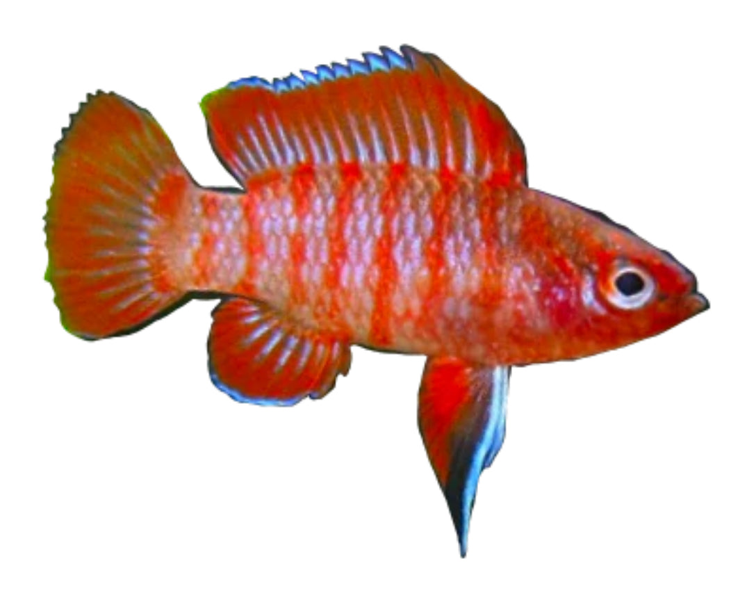 Scarlet Aka Gem Badis