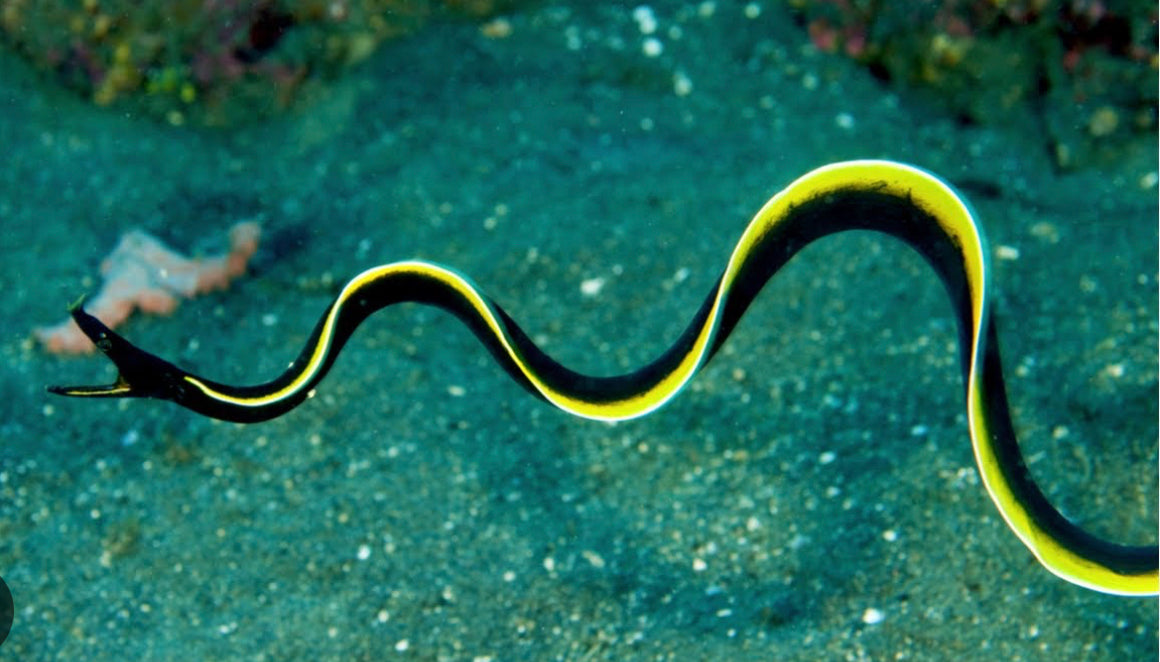 Black Ribbon EEL-LG
