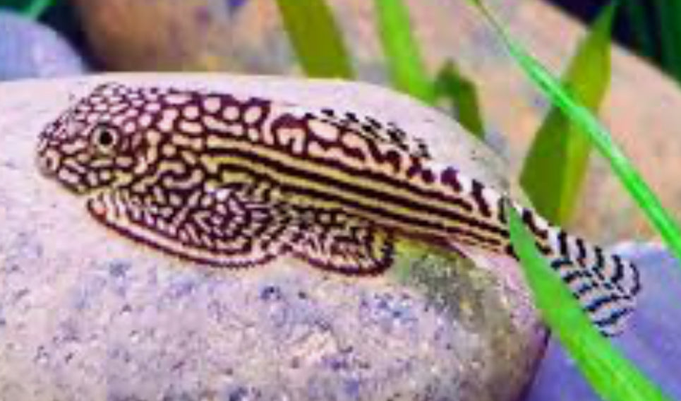 Hillstream Loach / Chinese Butterfly Pleco