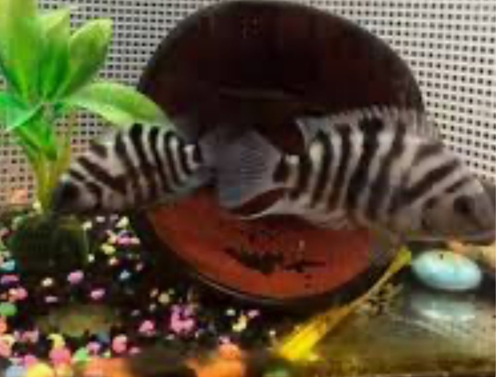 Blue Convict Cichlid