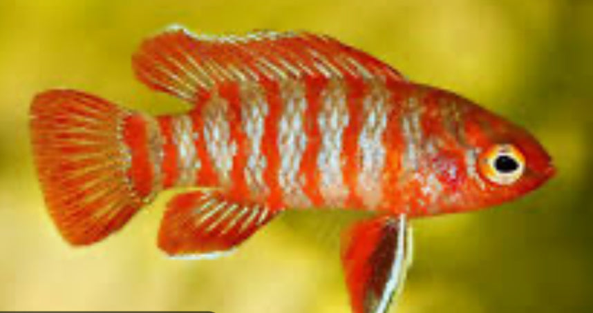 Scarlet Aka Gem Badis