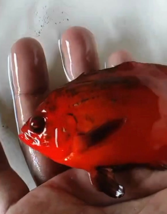 Super Fire Red Oscar (Astronotus ocellatus) 5”