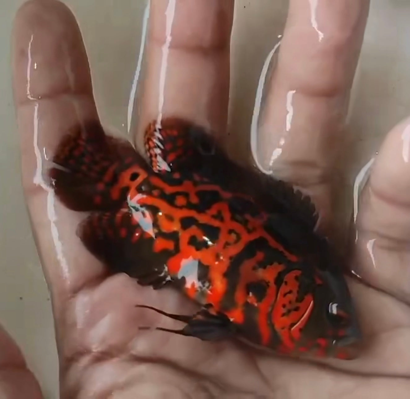 Oscar Copper Leopard (Astronotus ocellatus)