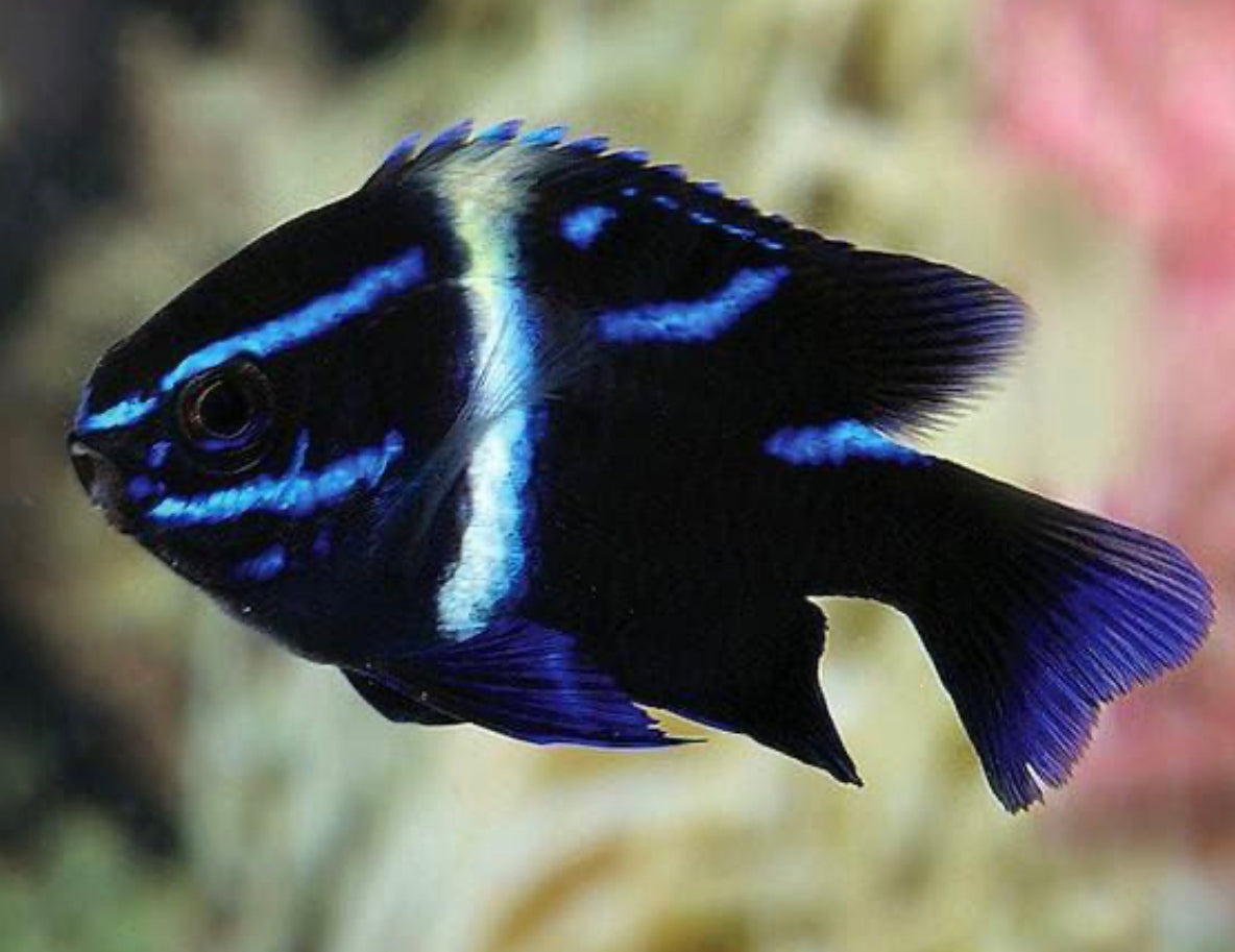 Blue Velvet Damsel-MD