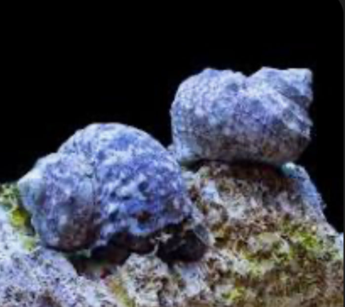 Saltwater Mexican Turbo Snails