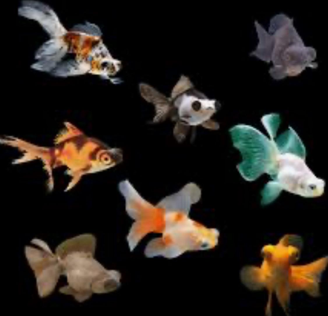 Assorted Butterfly Telescope Goldfish