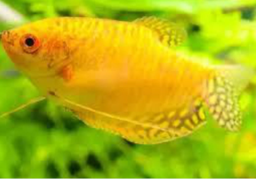 Gold Gourami large 3"-4"