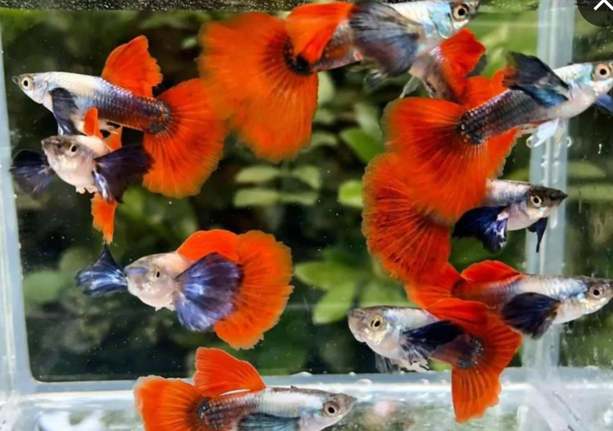 Male Dumbo Ear Guppy