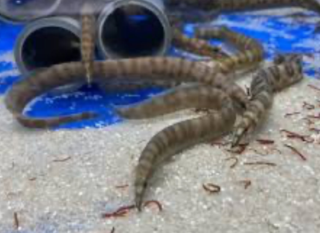 Ellipsifer Eel (Mastacembelus ellipsifer) 8"-10"