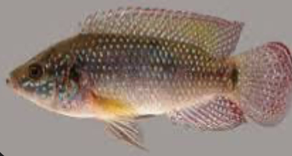 Neon Jewel Cichlid MD 3"+