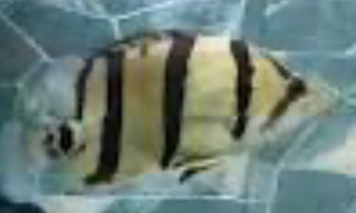 NTT Datnoid Tiger Fish (Datnioides Undecimradiatus)