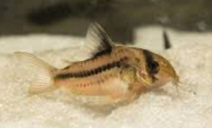 Corydora Decker