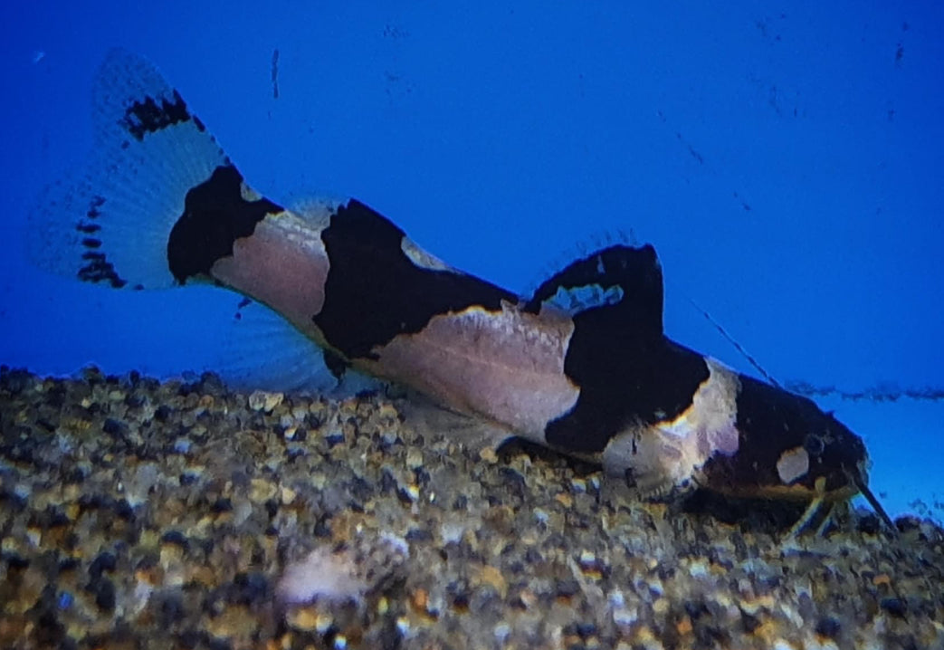 South America Bumble Bee Catfish