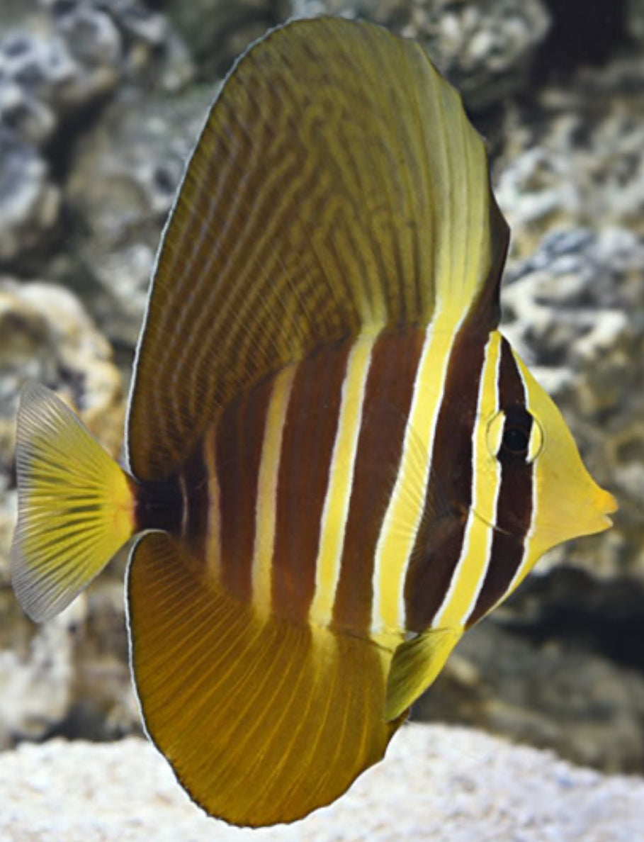 Sailfin Tang