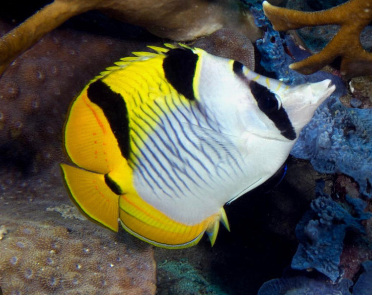 True Falcula Butterfly