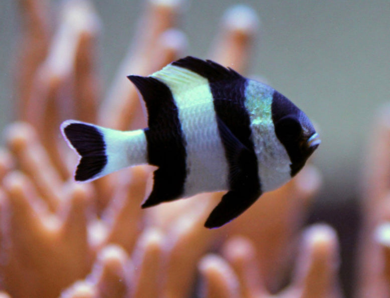 Four Stripe Damsel-MDL