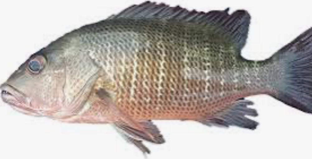Red Mangrove Jack (Lutjanus Argentimaculatus)
