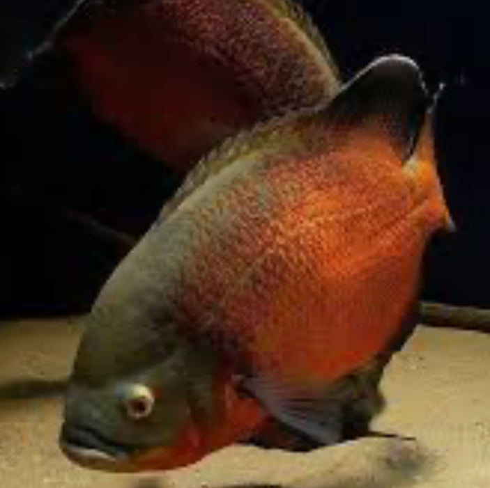 Copper Red Oscar Cichlid (Astronotus Ocellatus)