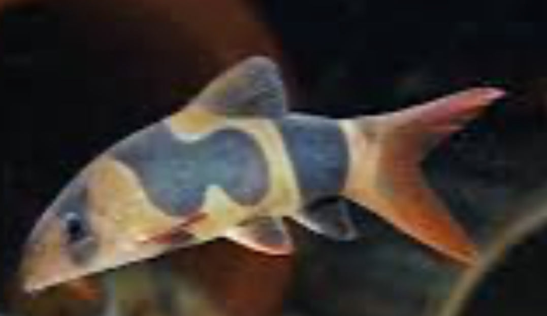 CLOWN LOACH - UNIQUE PATTERN (chromobotia macracanthus) 2" PACK OF 10