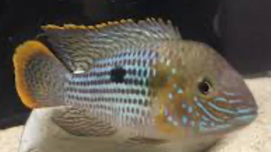 Gold Saum Green Terror (Andinoacara rivulatus ‘gold saum’)