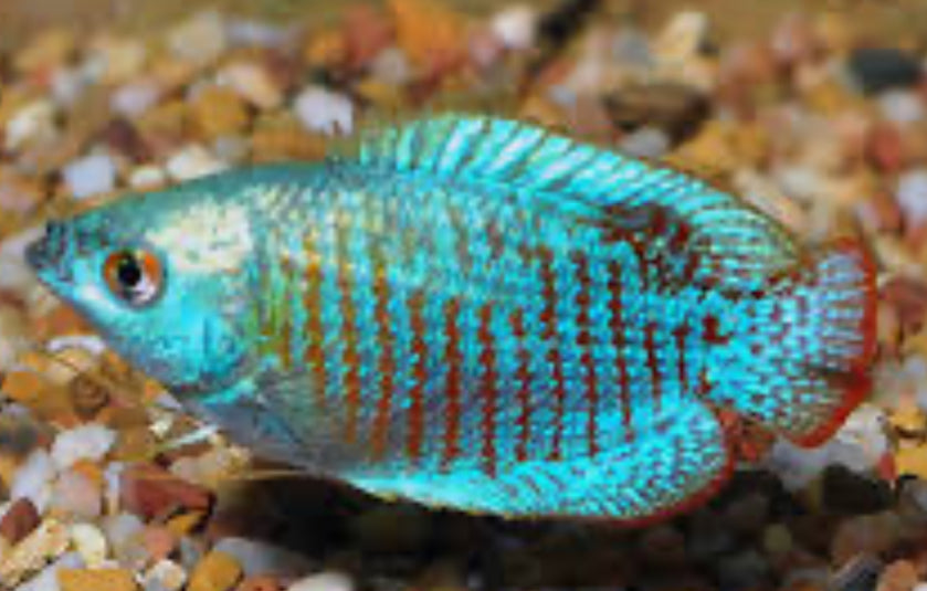 Neon Dwarf (turquoise) Gourami