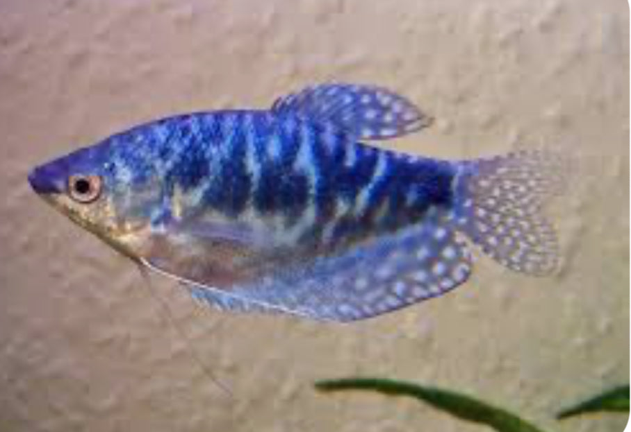 BLUE Gourami