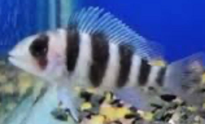 Zaire Moba Frontosa Cichlid (Cyphotilapia gibberosa)