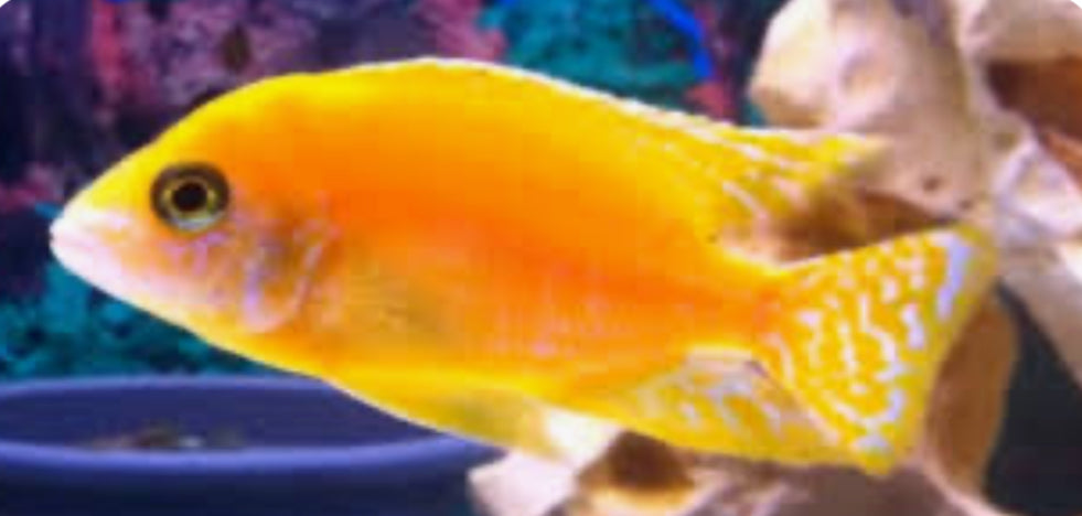Peacock Golden Peach 2"