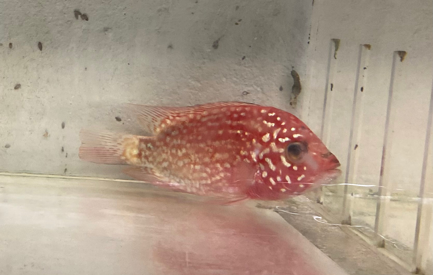 Red Texas Cichlid (Herichthys sp. hybrid)