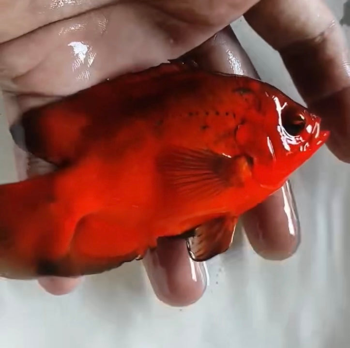 Super Fire Red Oscar (Astronotus ocellatus) 5”