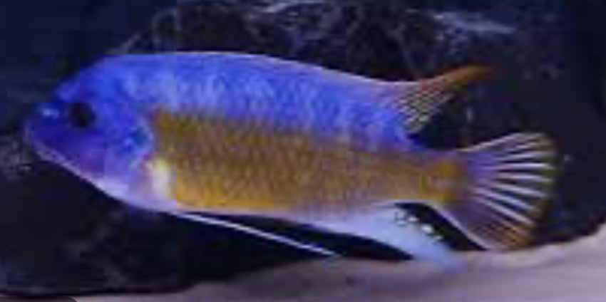Labeotropheus fuelleborni cichlid 1”-2”