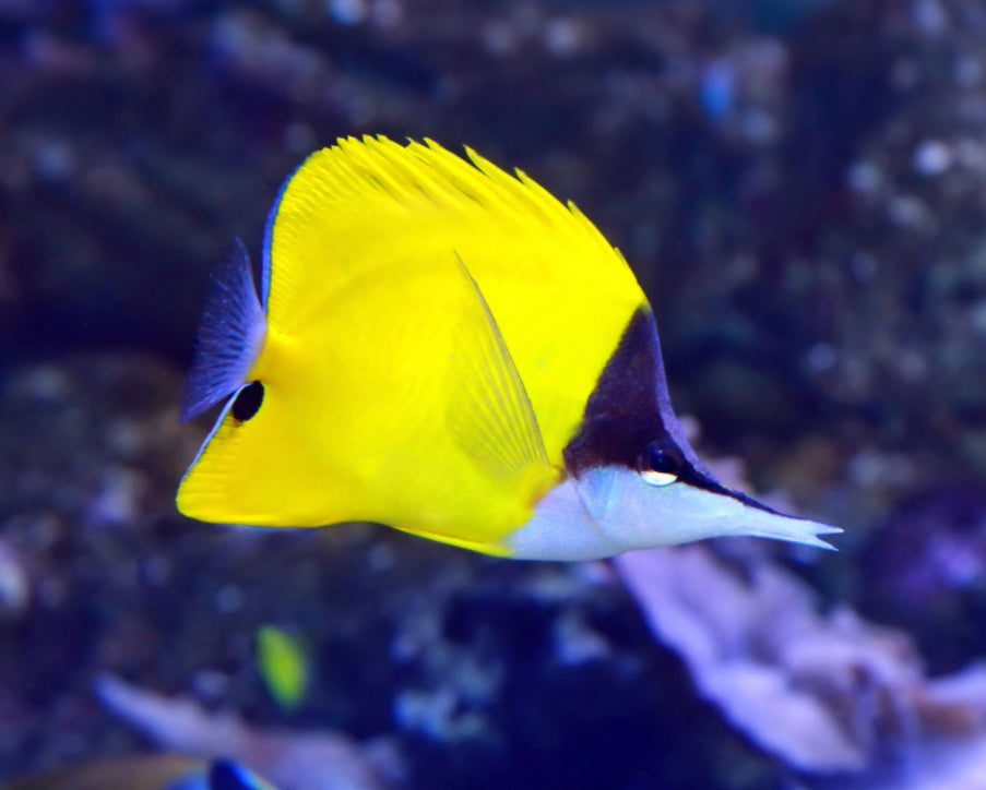 Yellow Longnose Butterfly-ML