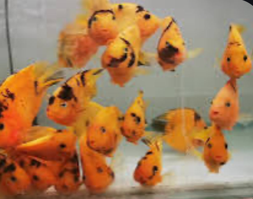 Golden / Yellow Tiger Parrot Cichlid (Cichlasoma sp) 5”