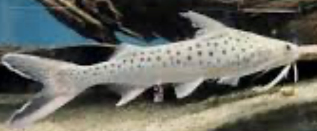 Lince Catfish (Platynematichthys Notatus) 5"-7"