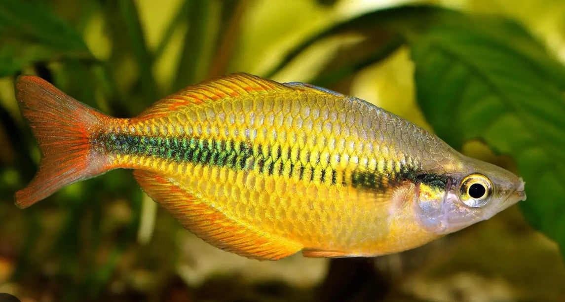 Yellow Rainbow-MDL (sold in pairs only 1M 1F)