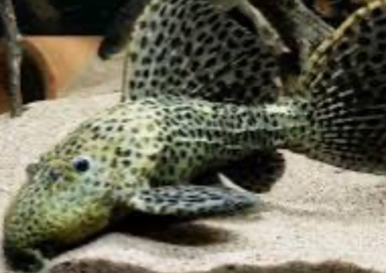 L096 / L160 Spiny Monster Pleco (Pseudacanthicus Spinosus)