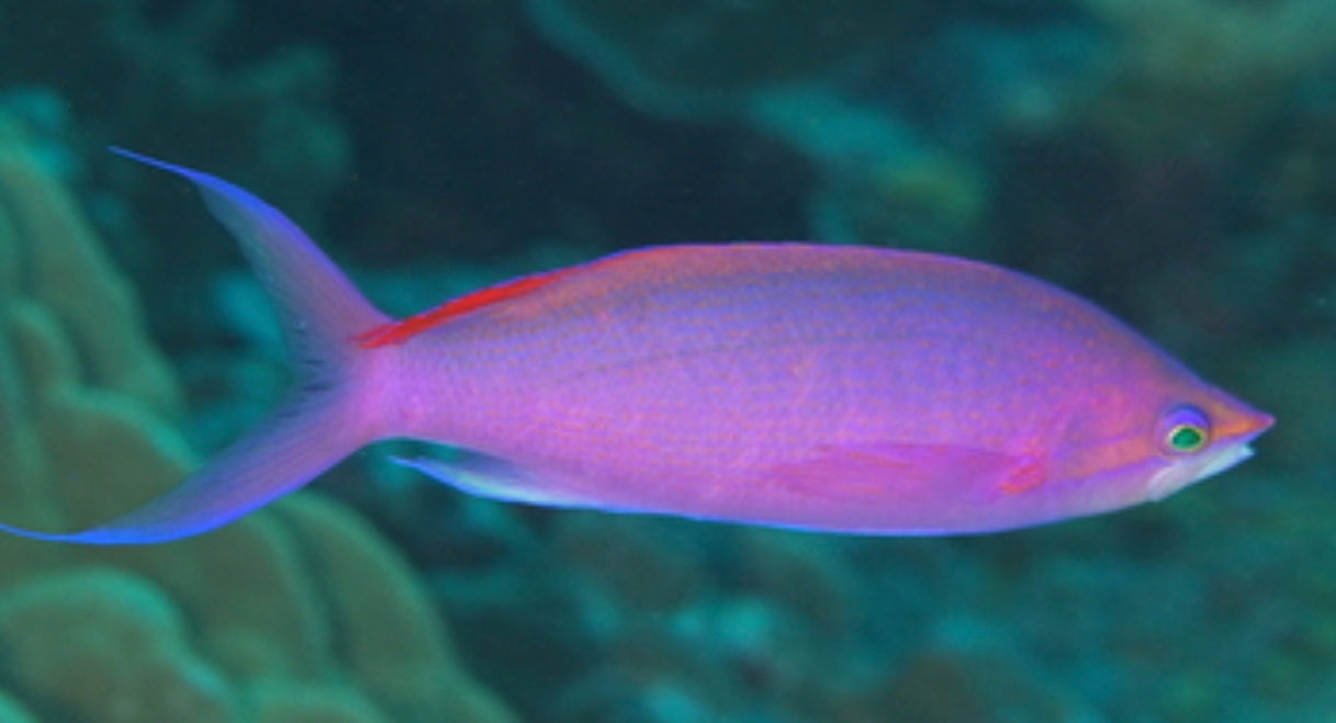 Purple Queen Anthias-LG