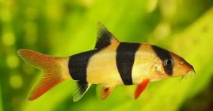 Clown Loach Nice