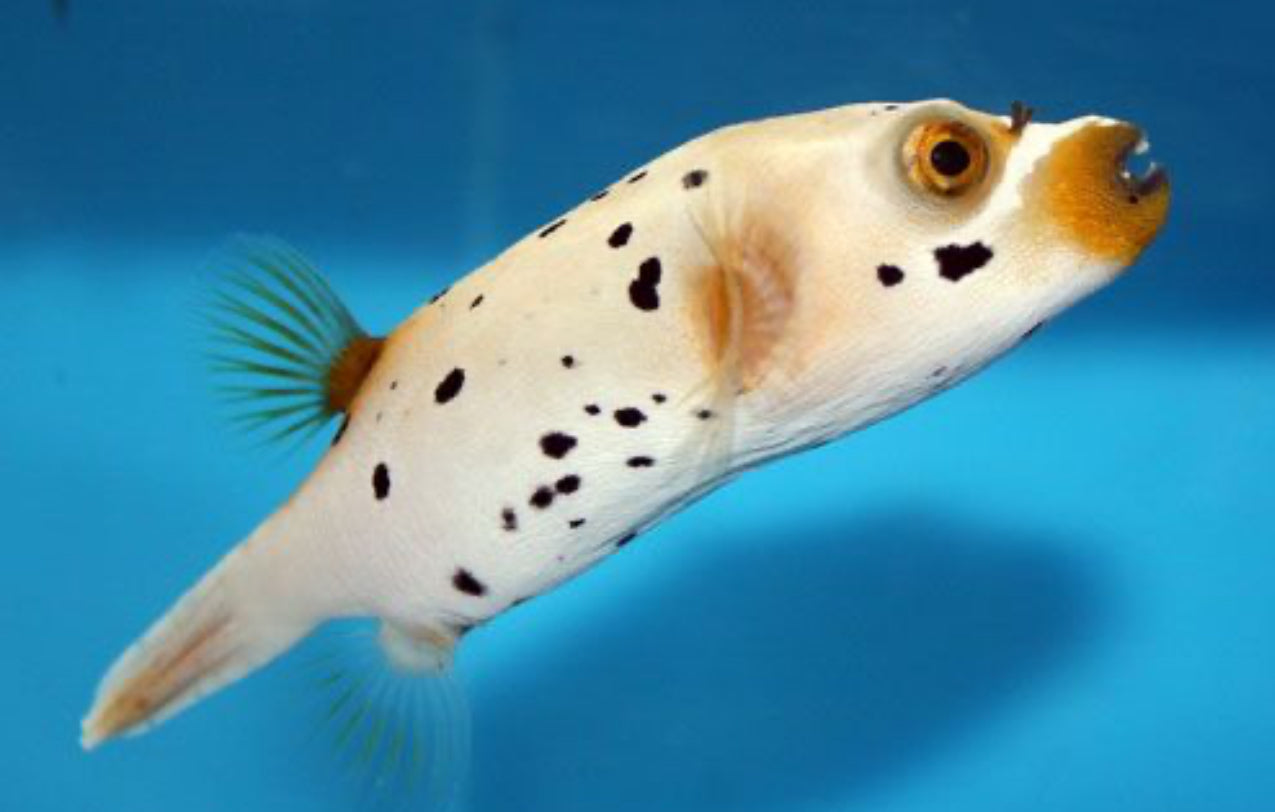 Dogface puffer