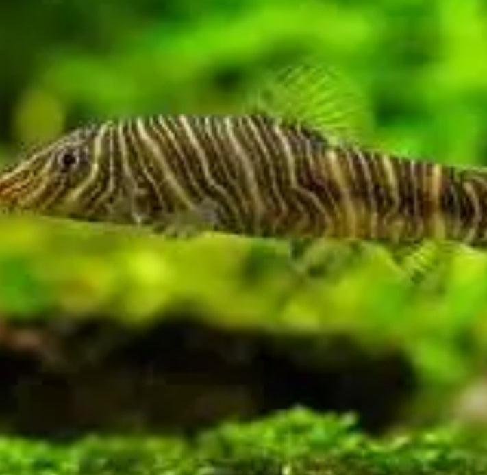 Striata Botia Loach