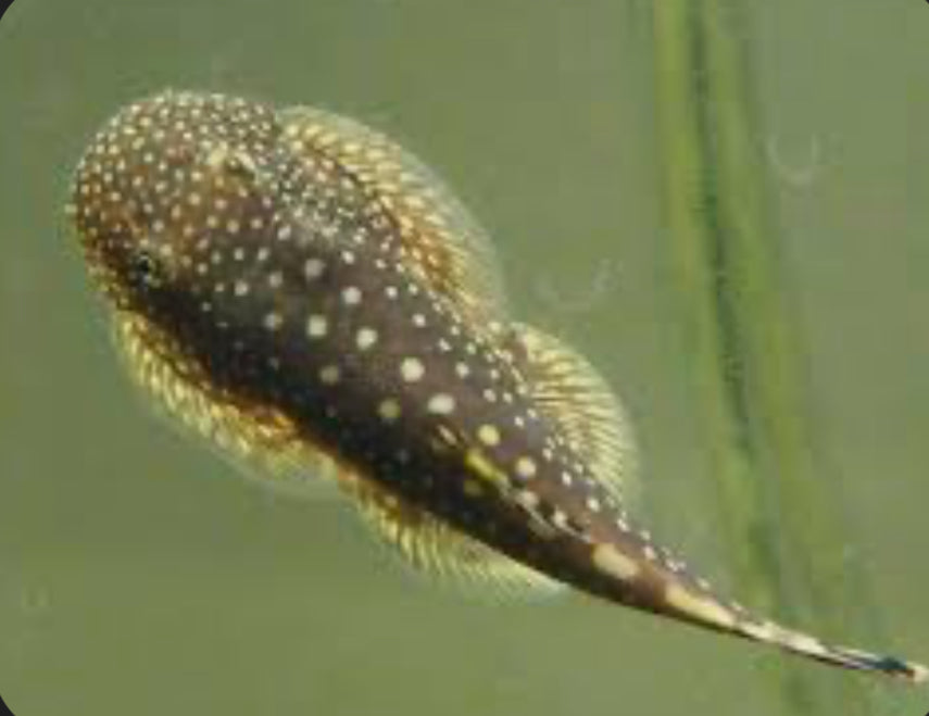 PLECO STINGRAY BORNEO