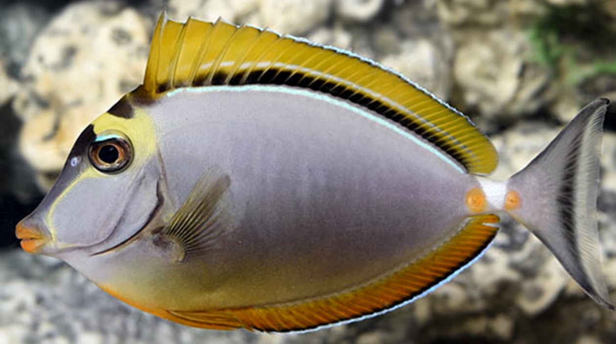 Blonde Naso Tang