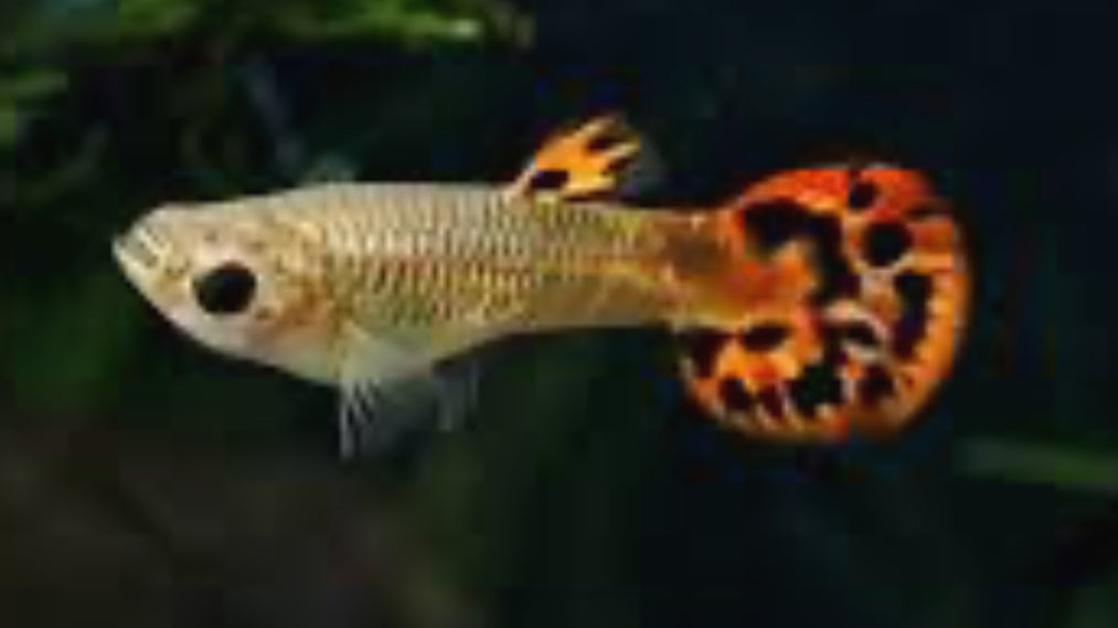 Red Cobra Guppy Pair