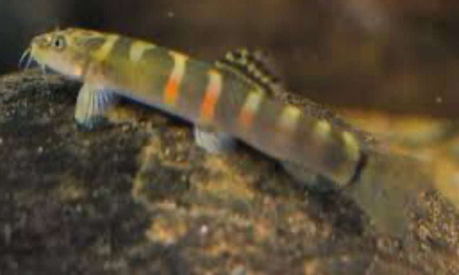 ORANGE SADDLE SUMO LOACH