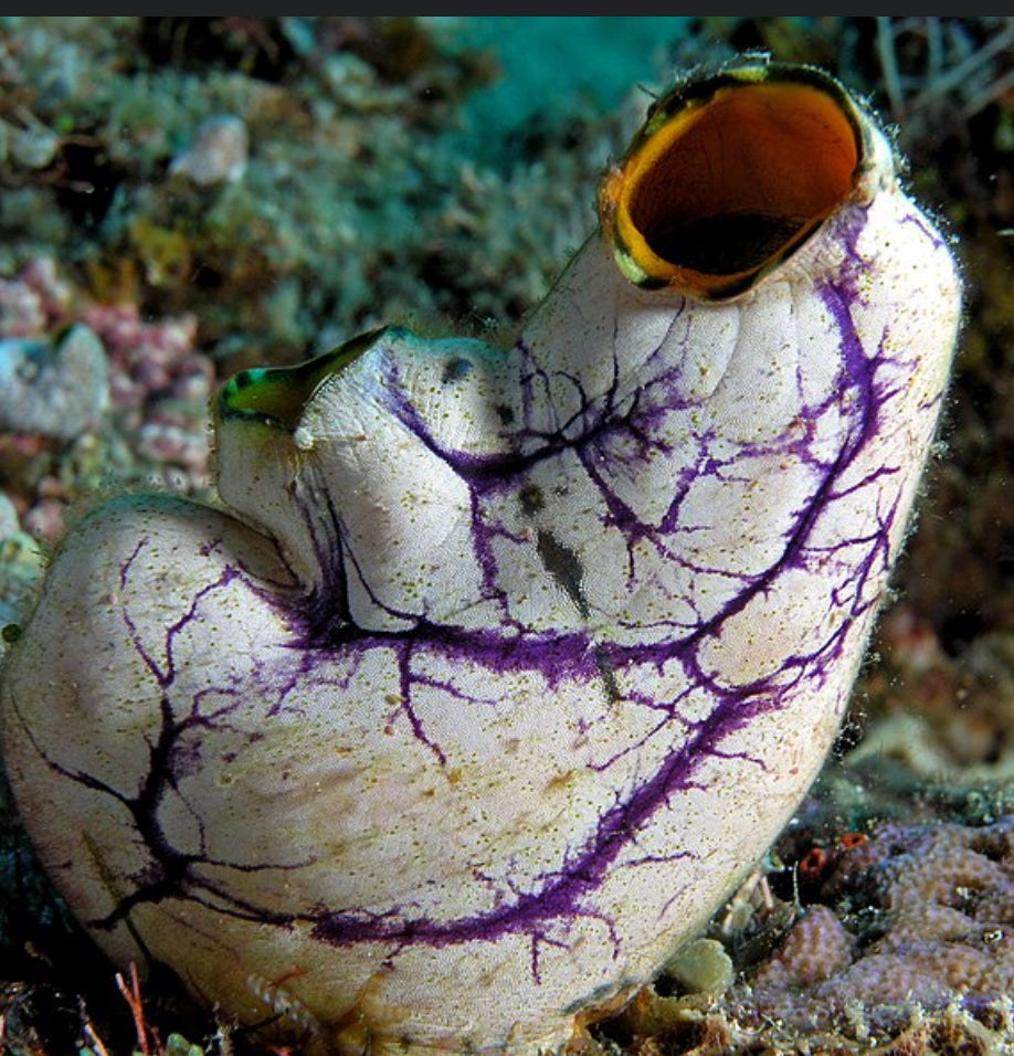 Royal Sea Tunicate-MDL