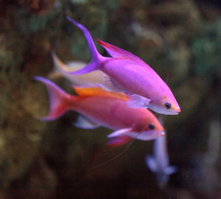 Bicolor Anthias-mdl