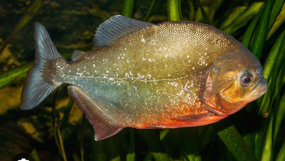 Wild RED BELLY Piranha