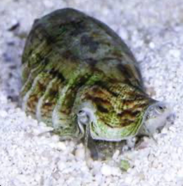 Saltwater Fighting Conch Snail