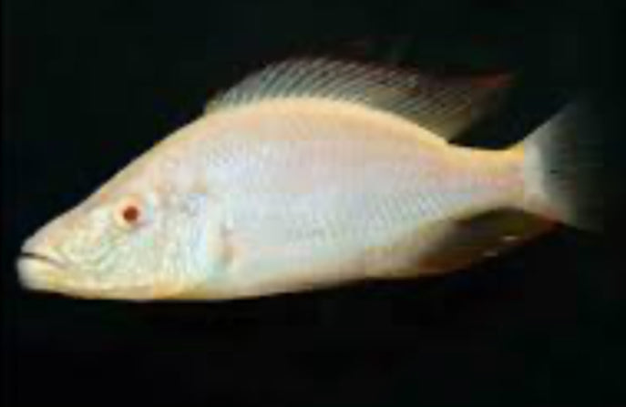Hap. Compressiceps Albino