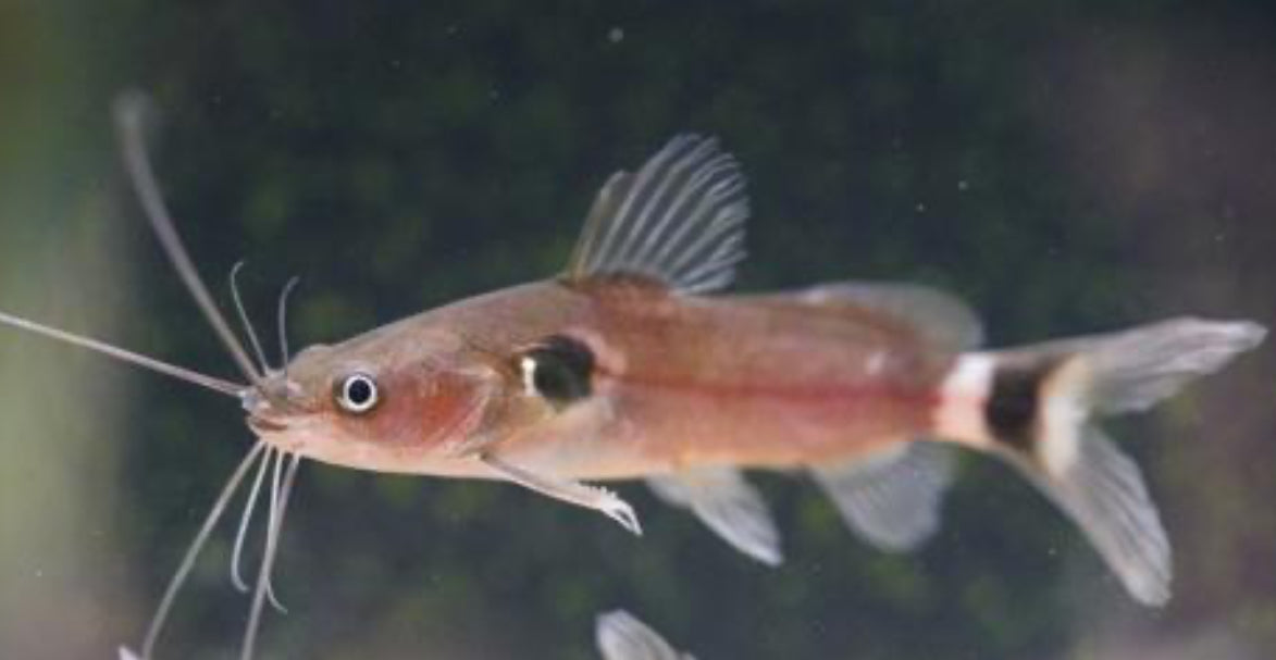 Asian Mystic Cat- sm